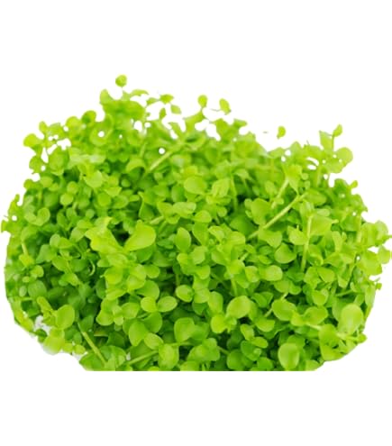 Amazon.com: Bucephalandra SP. Wavy Green - Rare Live Aquatic Plant